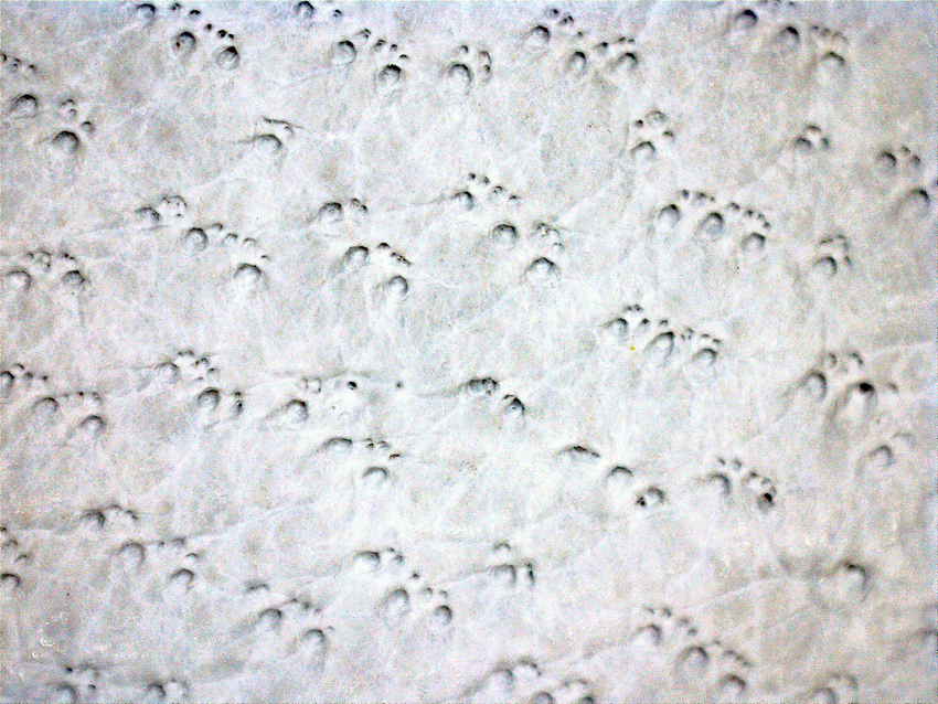 Standard-Grade Grain Goatskin Leather Drivers Gloves with High-Visibility TPR Impact Protection